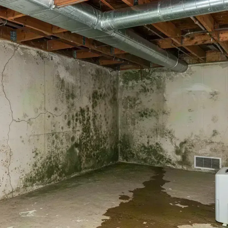 Professional Mold Removal in Glencoe, IL